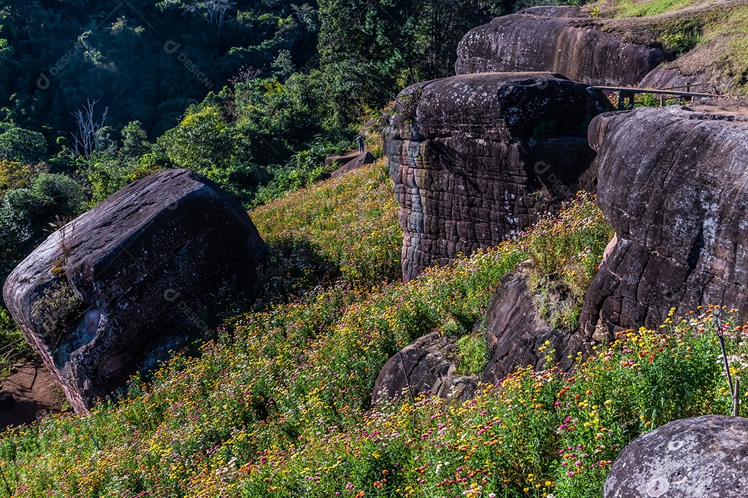 Linda flor de palha de flores silvestres nas montanhas