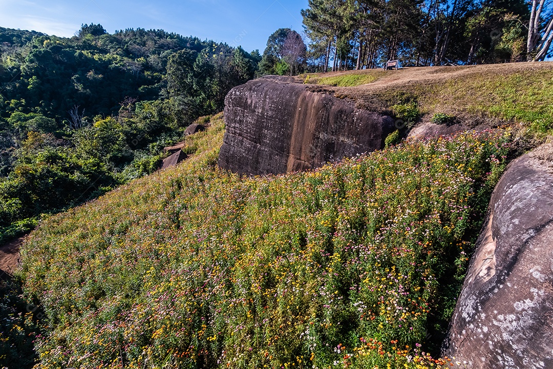 Linda flor de palha de flores silvestres nas montanhas
