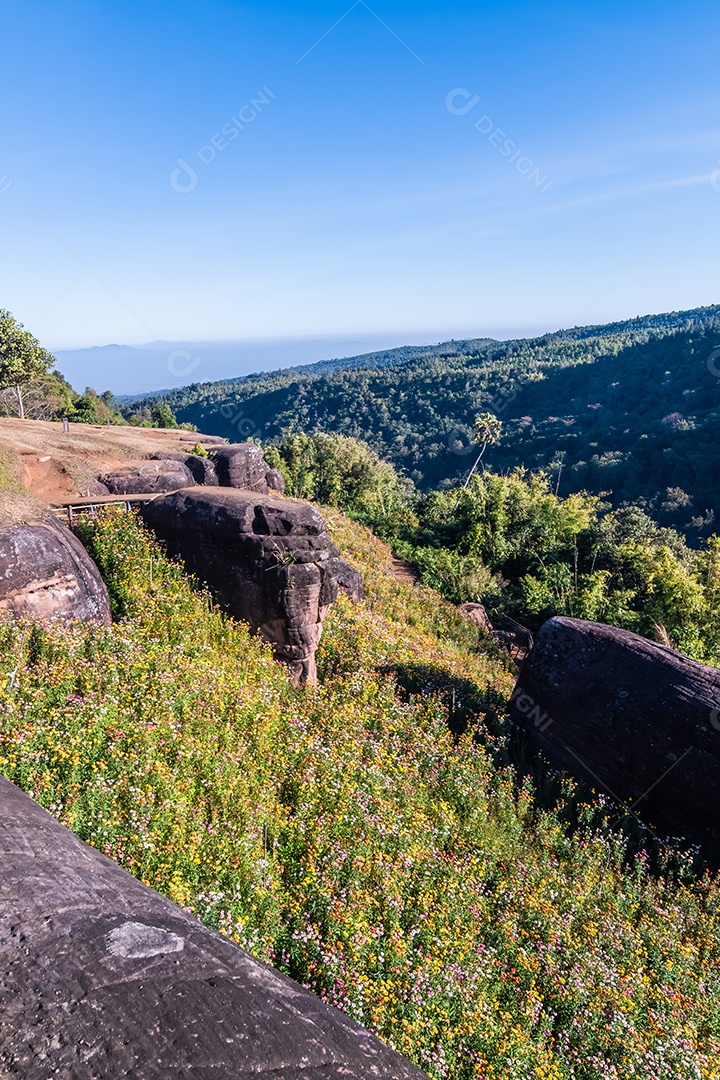 Linda flor de palha de flores silvestres nas montanhas