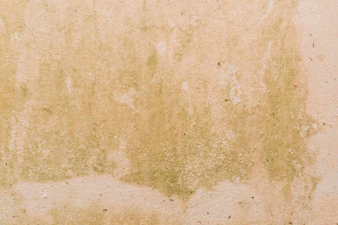 Parede com fundo de textura de lodo verde úmido