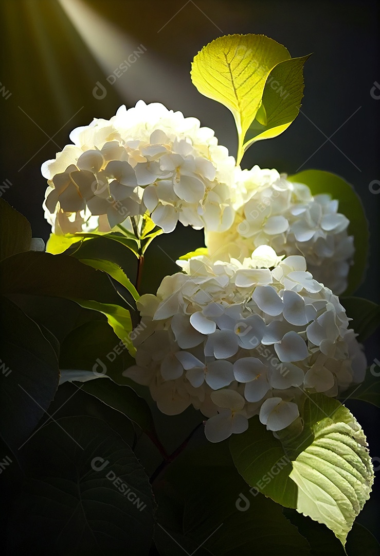 Lindo Jardim encantado