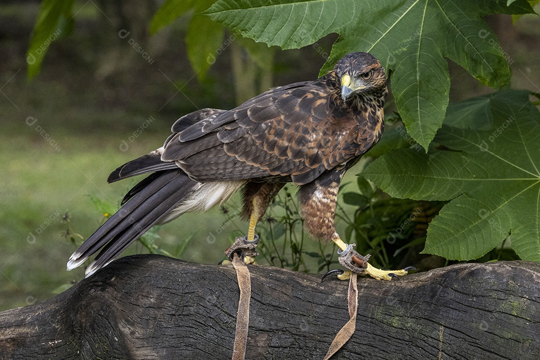 Pássaro sobre floresta selva natureza