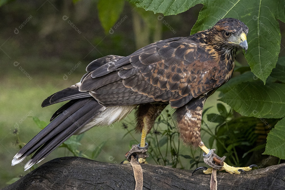 Pássaro sobre floresta selva natureza