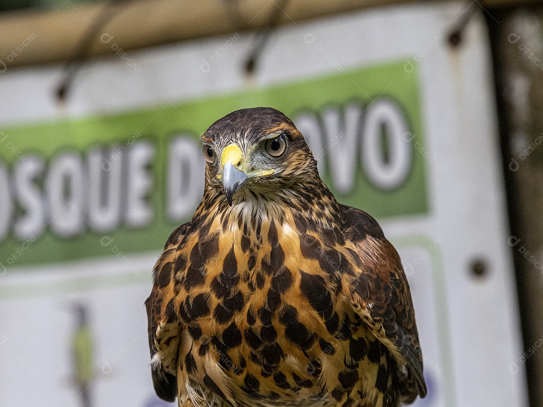 Pássaro sobre floresta selva natureza