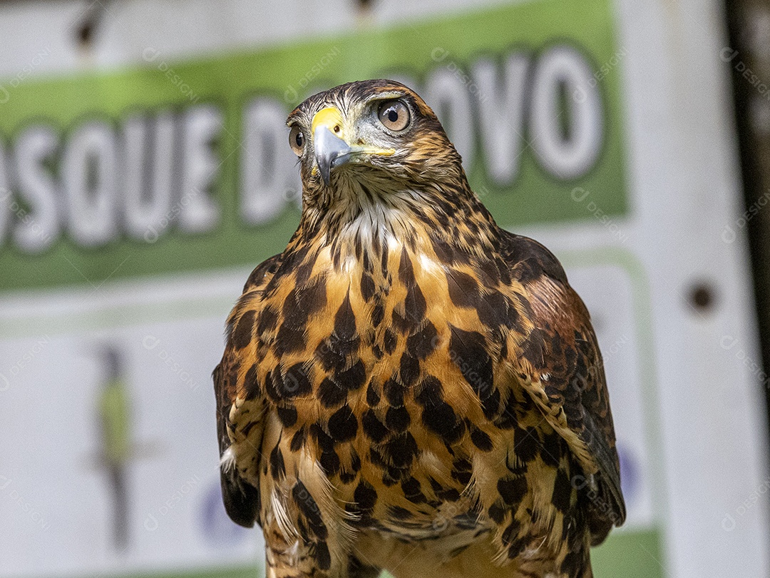 Pássaro sobre floresta selva natureza