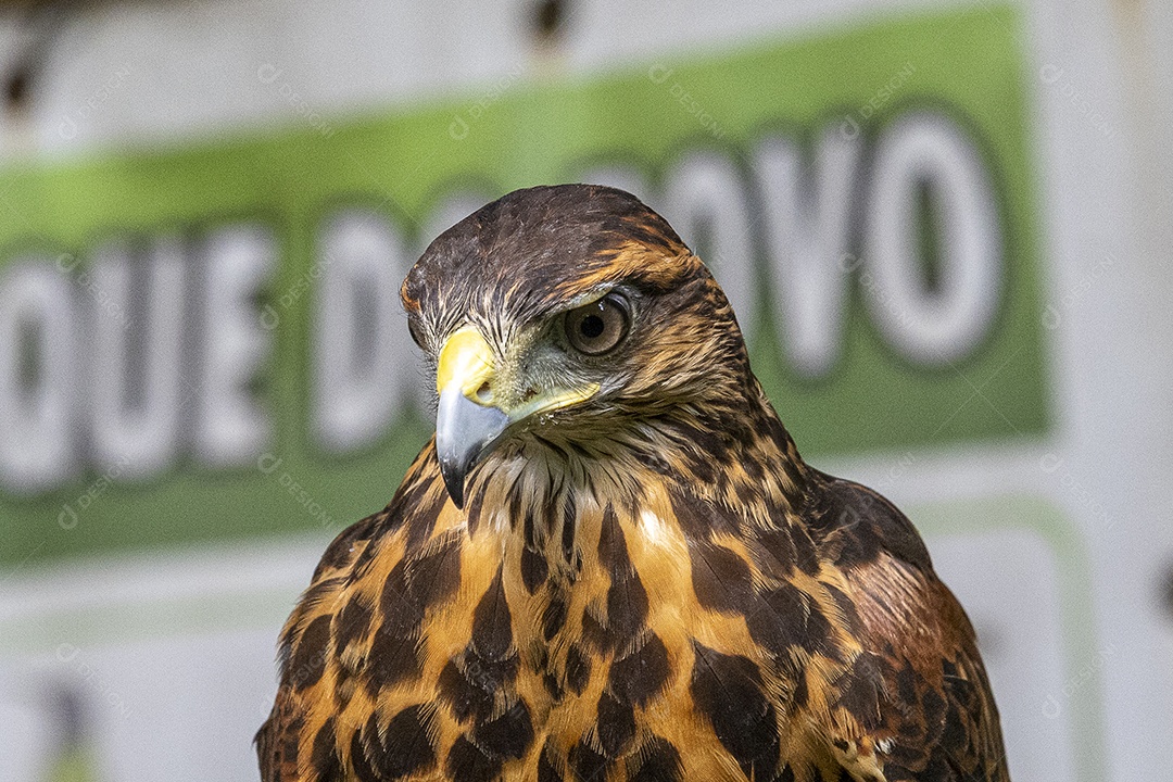Pássaro sobre floresta selva natureza