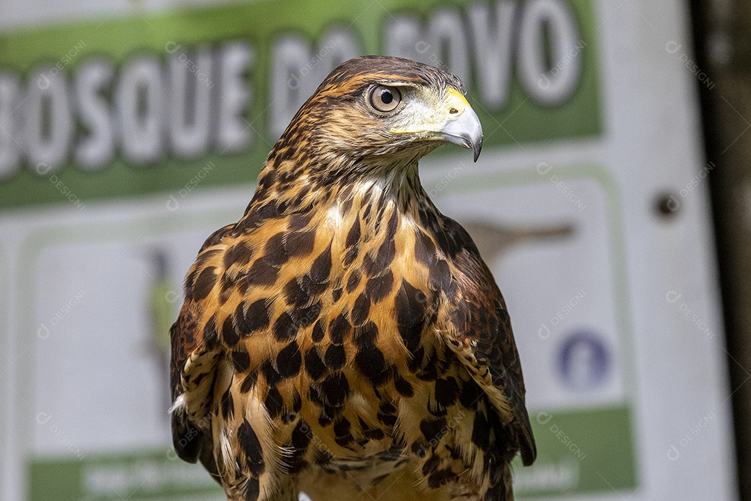 Pássaro sobre floresta selva natureza