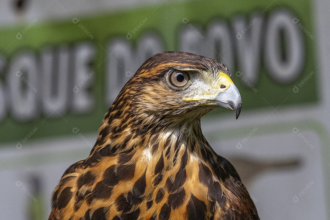 Pássaro sobre floresta selva natureza