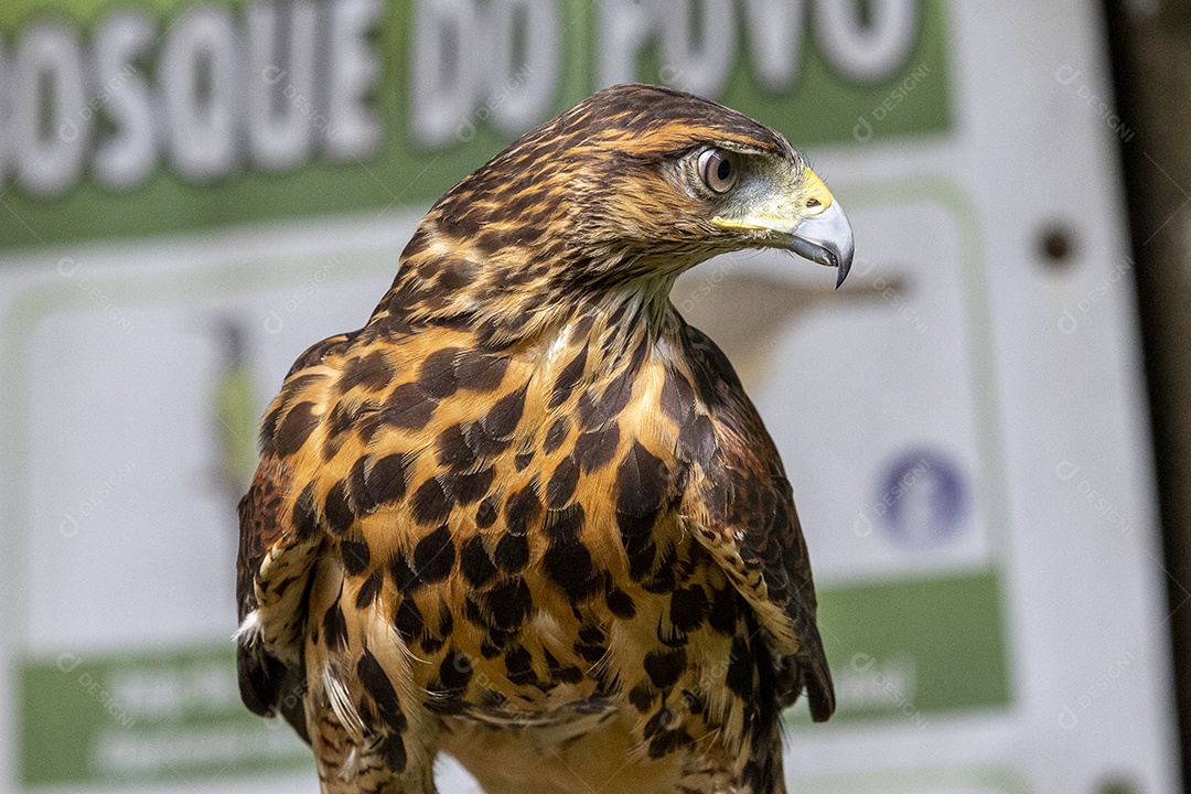Pássaro sobre floresta selva natureza