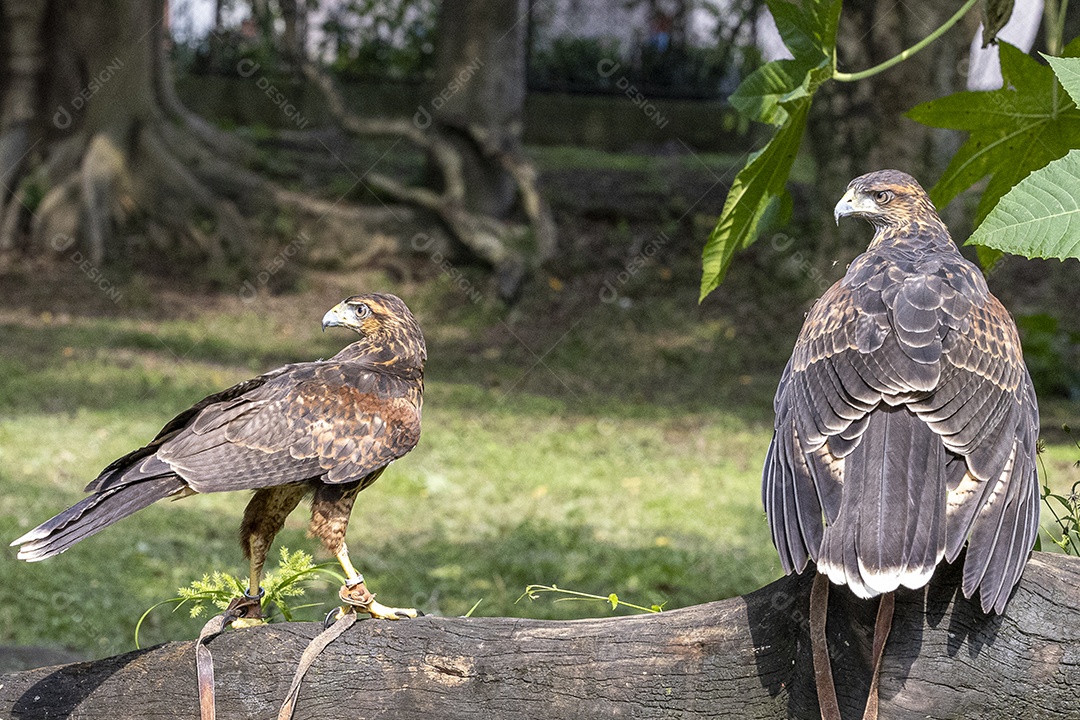 Pássaro sobre floresta selva natureza