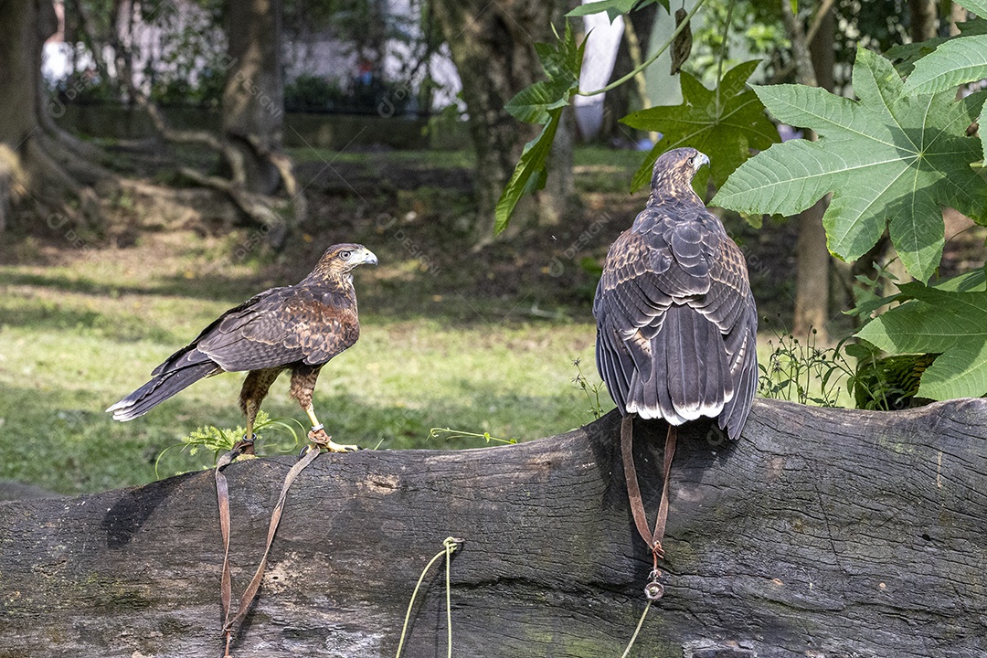 Pássaro sobre floresta selva natureza