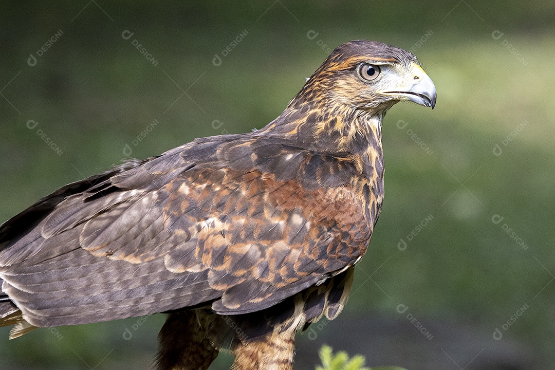 Pássaro sobre floresta selva natureza