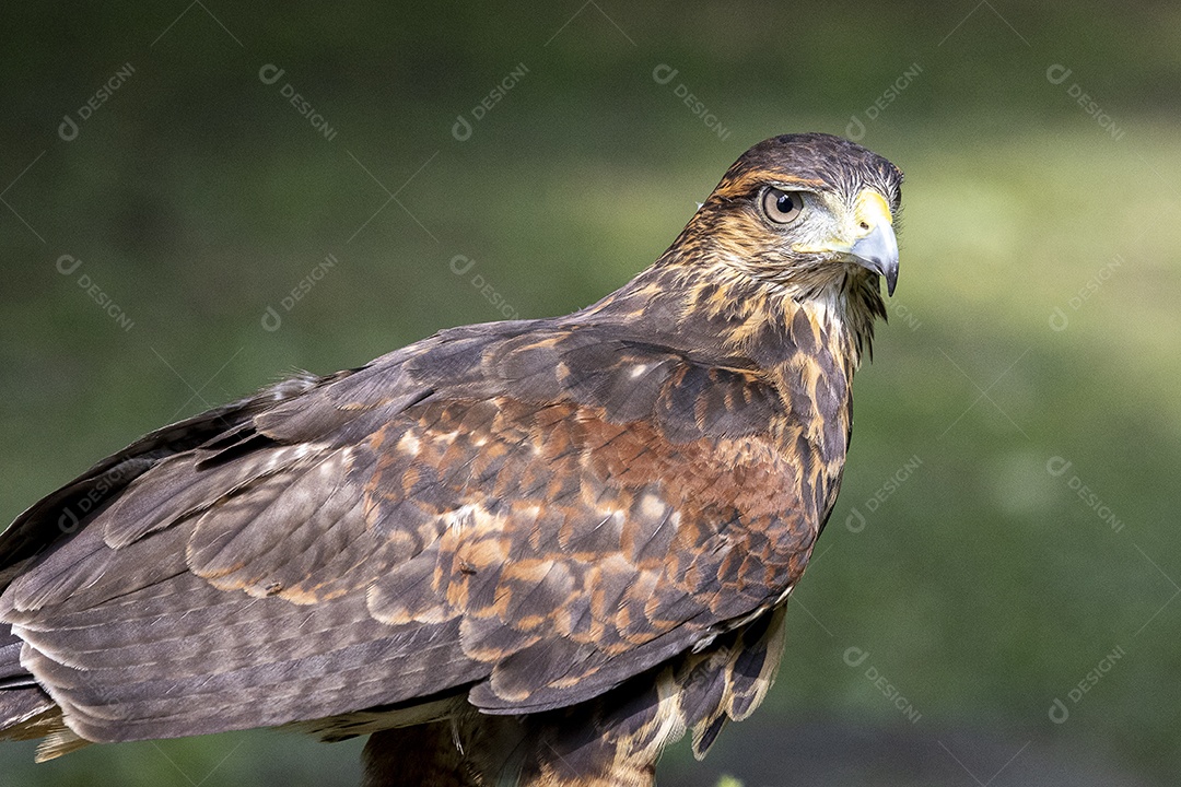 Pássaro sobre floresta selva natureza