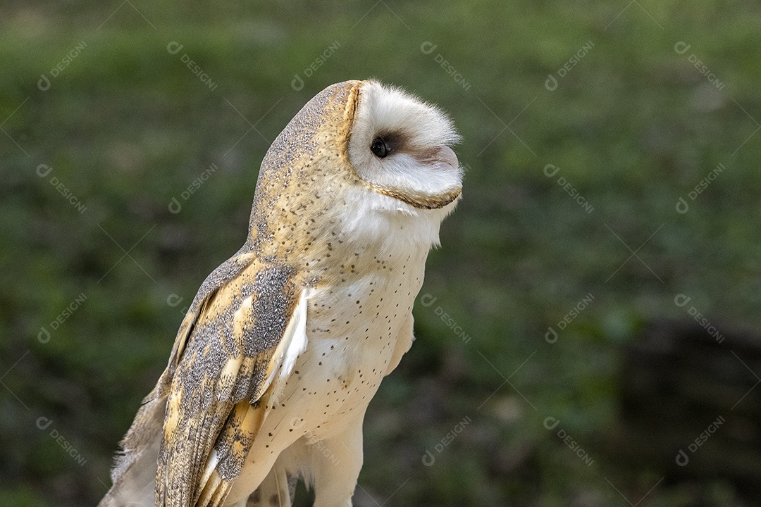Pássaro sobre floresta selva natureza