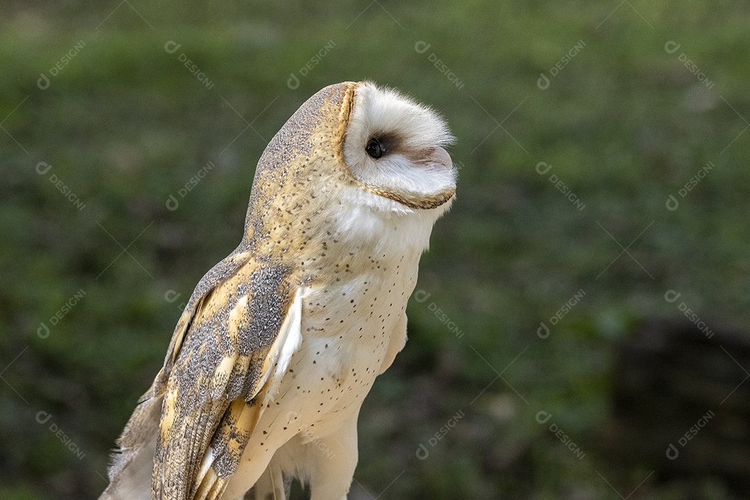 Pássaro sobre floresta selva natureza