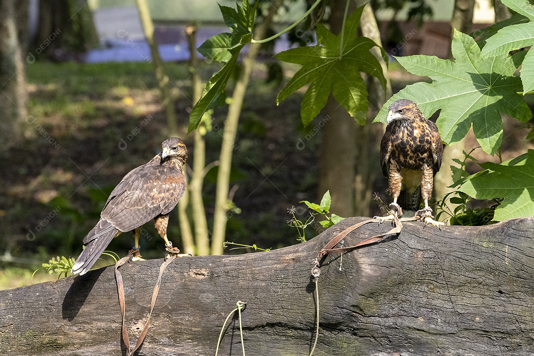 Pássaro sobre floresta selva natureza