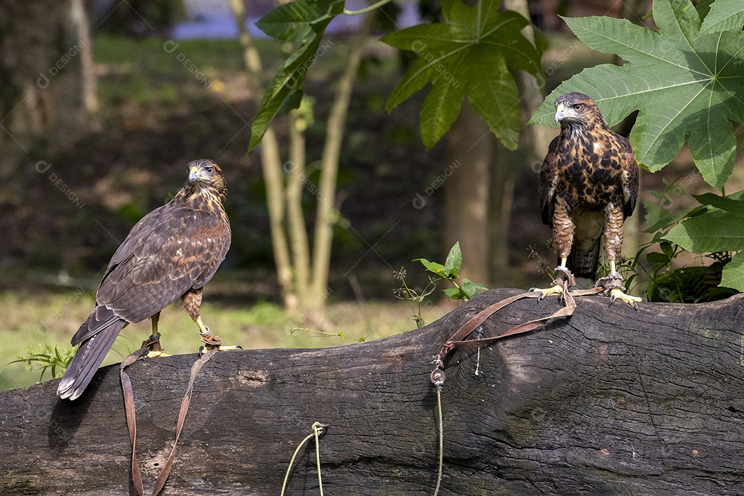Pássaro sobre floresta selva natureza
