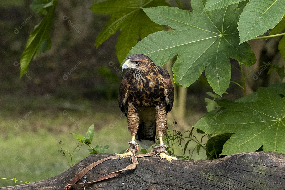 Pássaro sobre floresta selva natureza