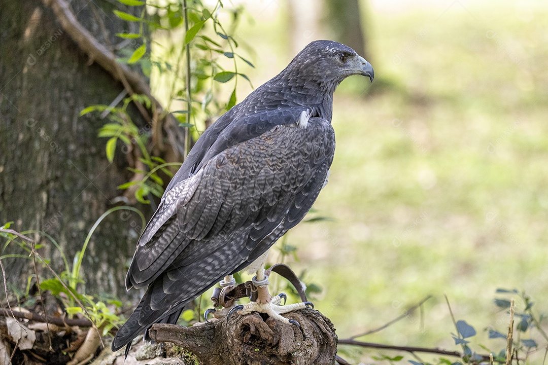 Pássaro sobre floresta selva natureza