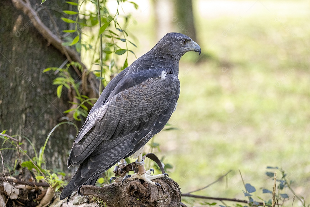 Pássaro sobre floresta selva natureza