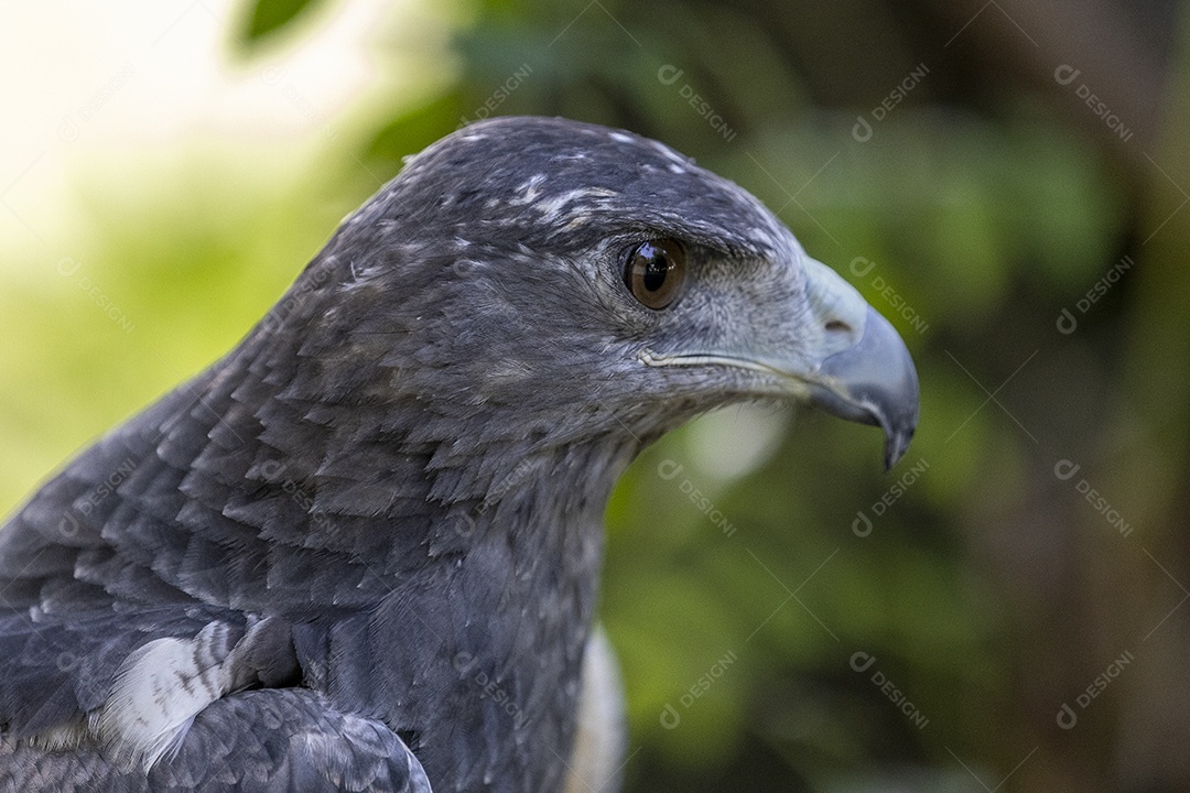 Pássaro sobre floresta selva natureza