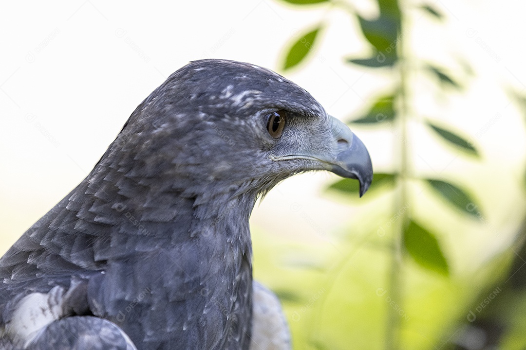 Pássaro sobre floresta selva natureza