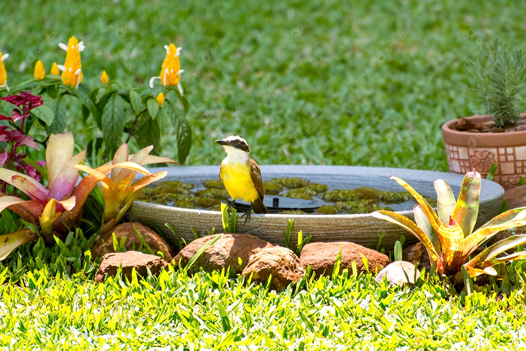 Pássaro amarelo na lagoa do jardim