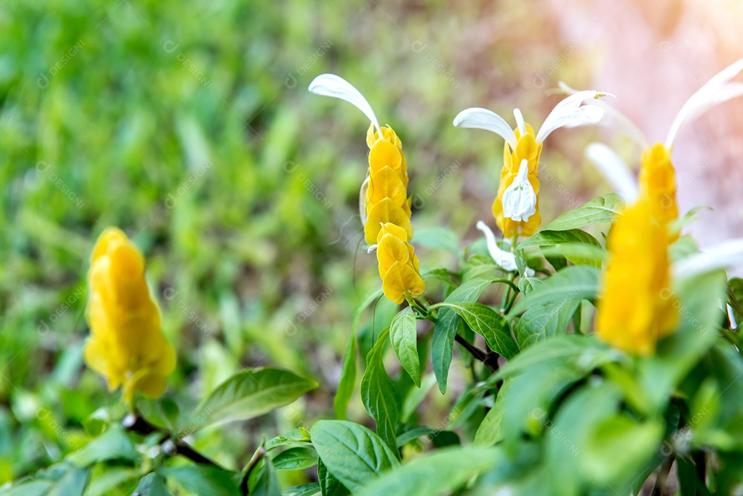 Pachystachys lutea, conhecida como a planta de camarão dourado