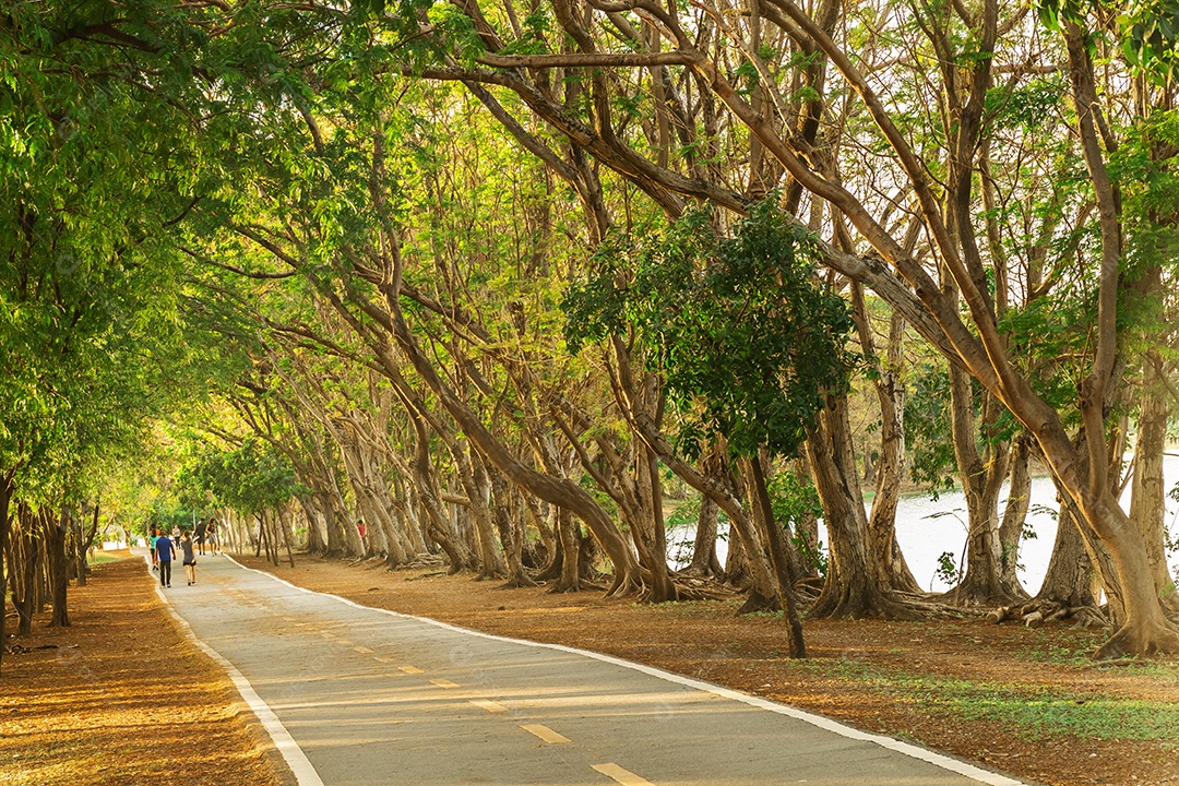 Caminho e belas árvores para correr ou caminhar e andar de bicicleta relaxe no parque