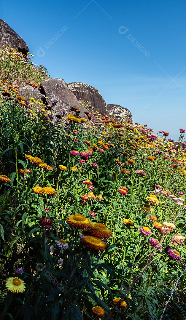 Lindas flores silvestres de prado flor de palha nas montanhas Phu Hin Rong Kla National