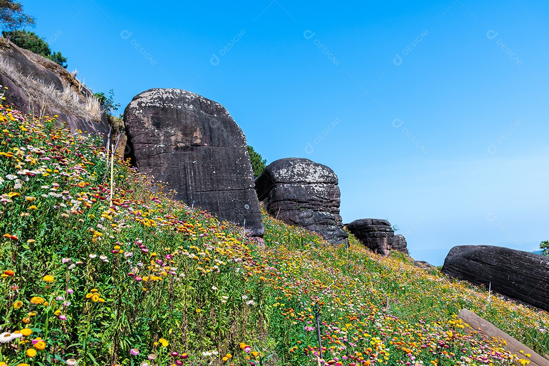 Lindas flores silvestres de prado flor de palha nas montanhas Phu Hin Rong Kla National