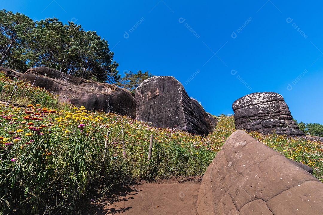 Lindas flores silvestres de prado flor de palha nas montanhas Phu Hin Rong Kla National