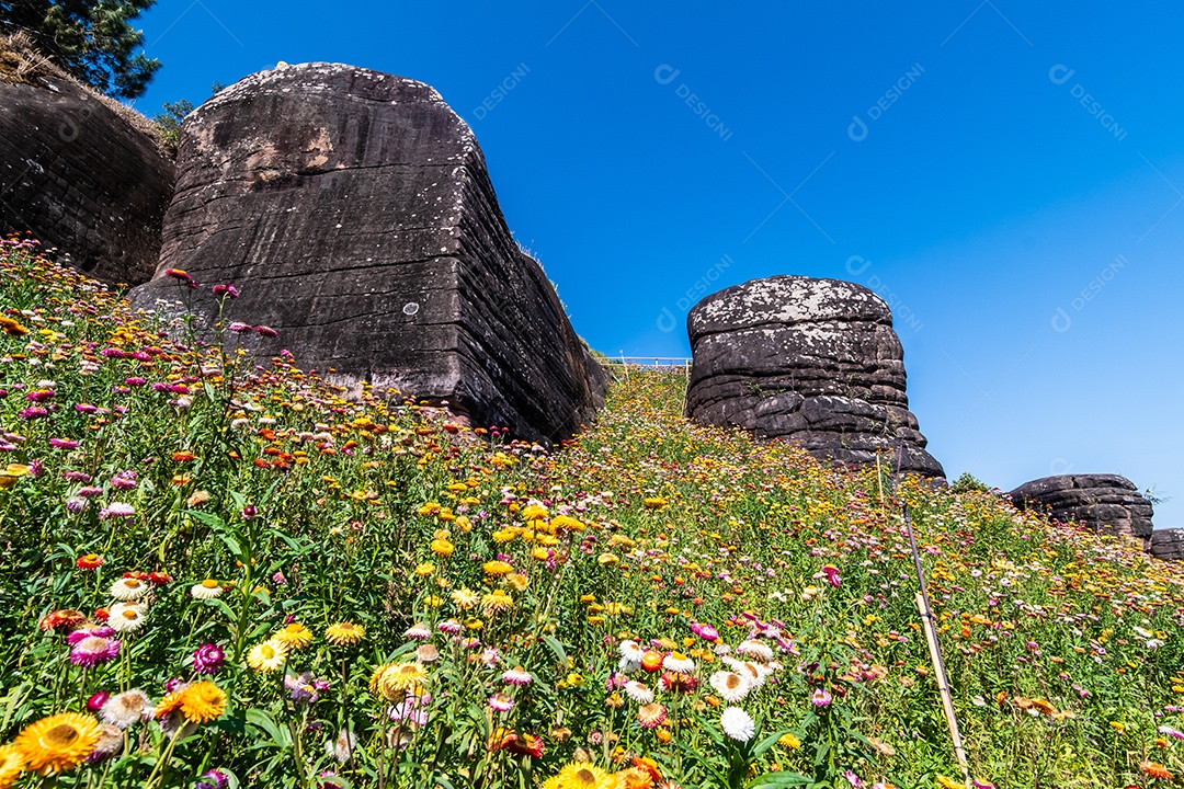 Lindas flores silvestres de prado flor de palha nas montanhas Phu Hin Rong Kla National