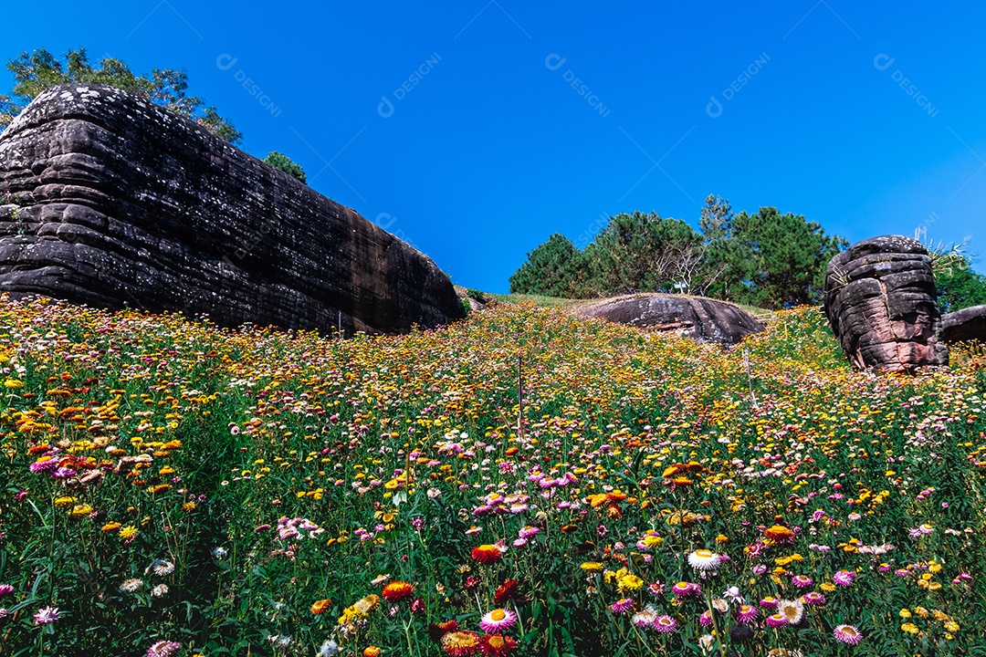Lindas flores silvestres de prado flor de palha nas montanhas Phu Hin Rong Kla National