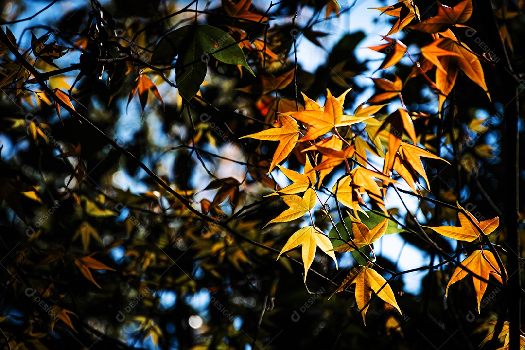 Closeup de folhas de bordo que mudam de cor