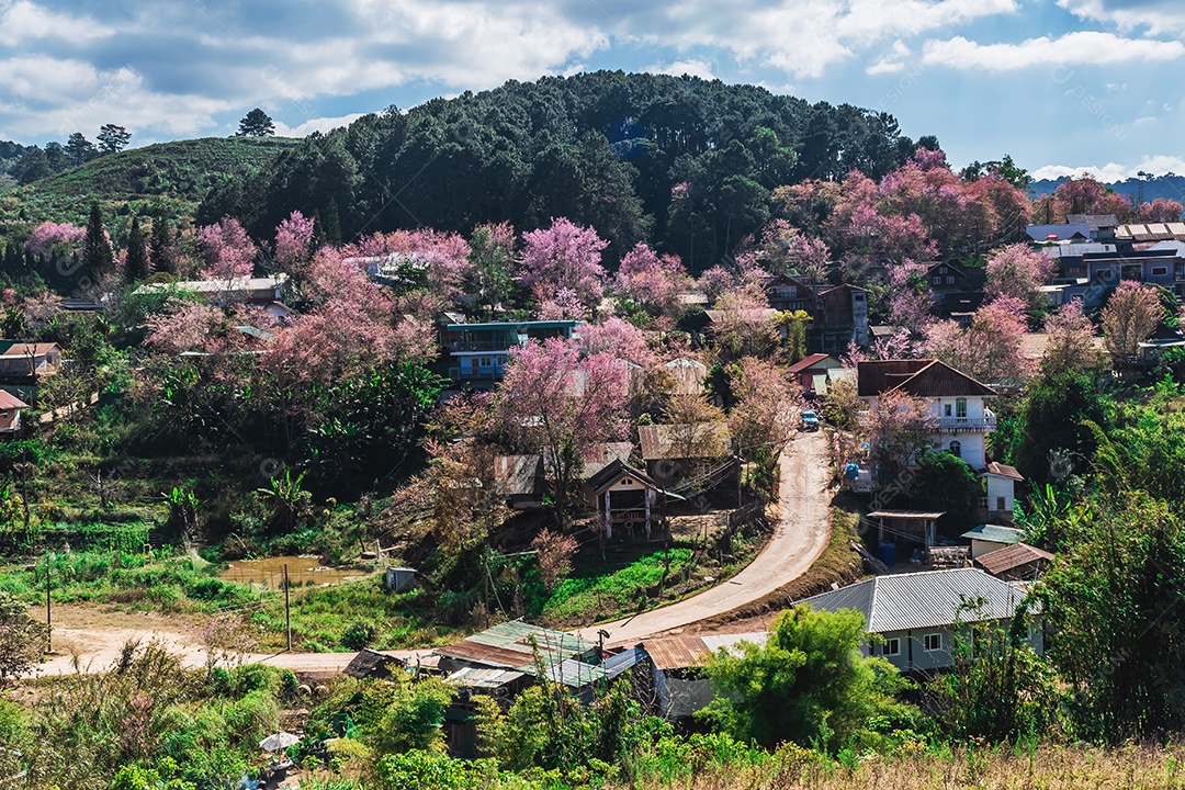 Paisagem de lindas cerejeiras selvagens do Himalaia florescendo rosa
