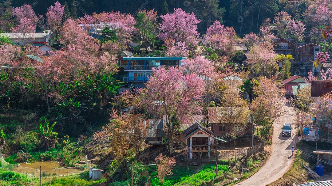 Paisagem de lindas cerejeiras selvagens do Himalaia florescendo rosa