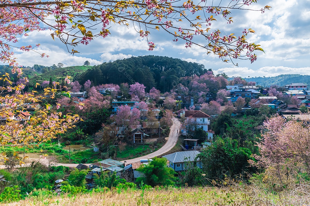 Paisagem de lindas cerejeiras selvagens do Himalaia florescendo rosa