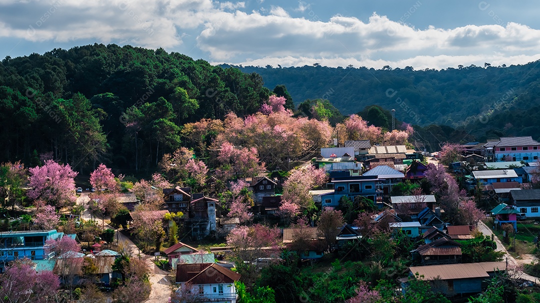 Paisagem de lindas cerejeiras selvagens do Himalaia florescendo rosa
