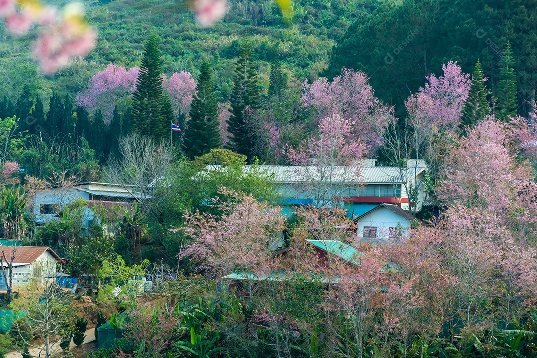 Paisagem de lindas cerejeiras selvagens do Himalaia florescendo rosa