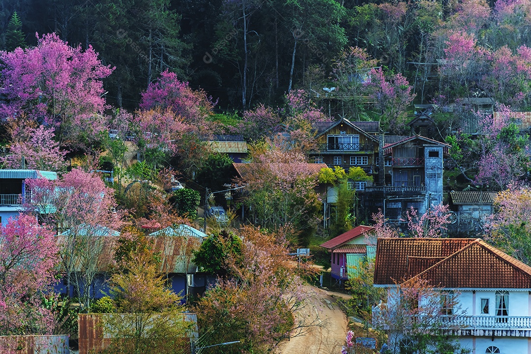 Paisagem de lindas cerejeiras selvagens do Himalaia florescendo rosa