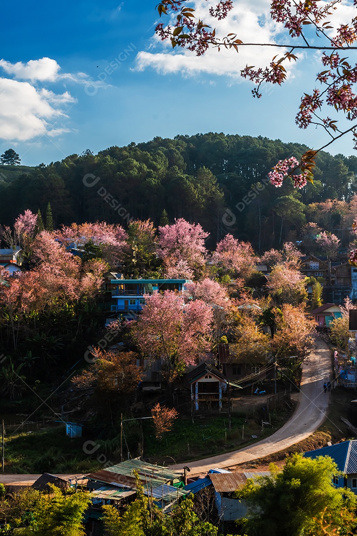 Paisagem de lindas cerejeiras selvagens do Himalaia florescendo rosa