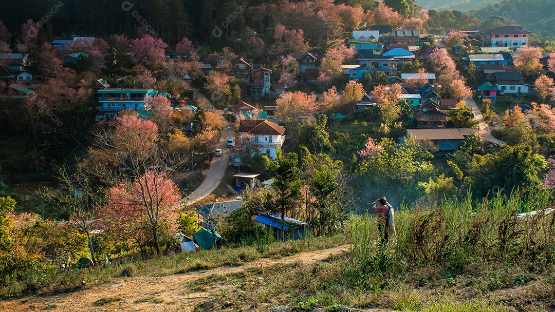 Paisagem de lindas cerejeiras selvagens do Himalaia florescendo rosa