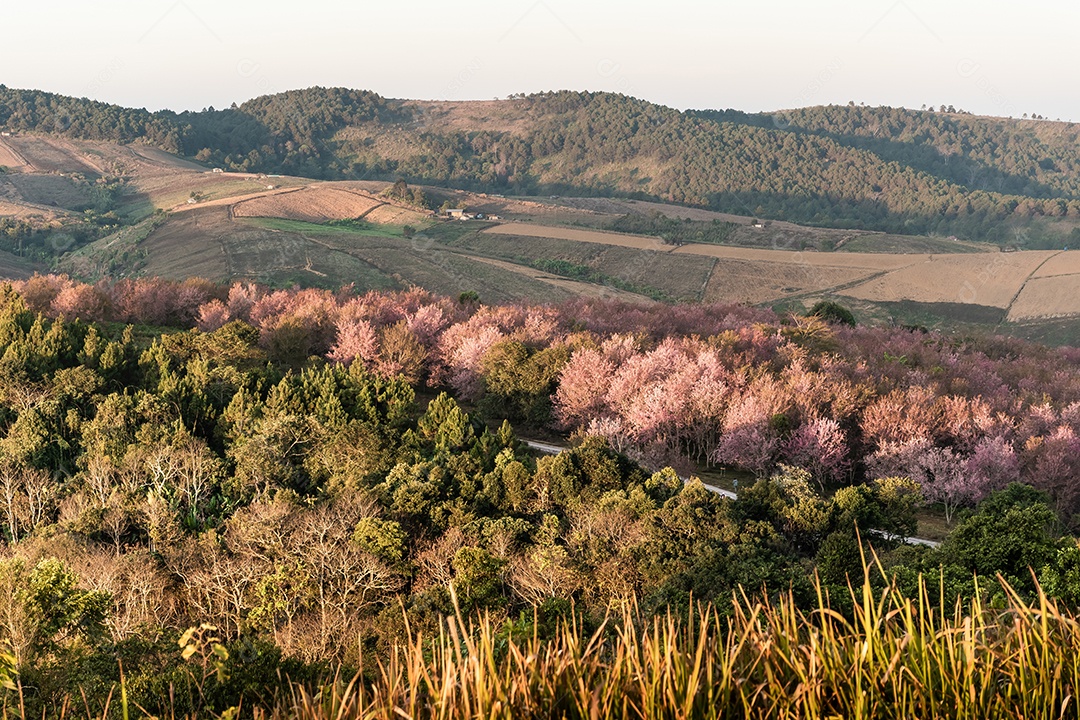 Paisagem de lindas cerejeiras selvagens do Himalaia florescendo rosa