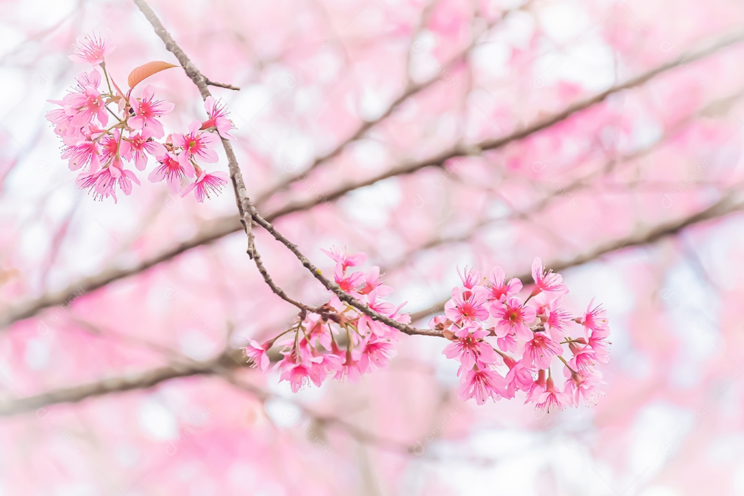 Paisagem de lindas cerejeiras selvagens do Himalaia florescendo rosa