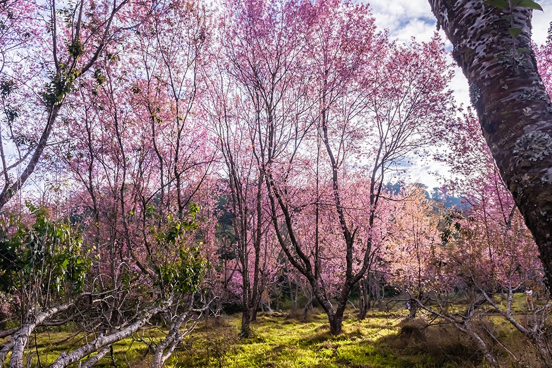 Paisagem de lindas cerejeiras selvagens do Himalaia florescendo rosa
