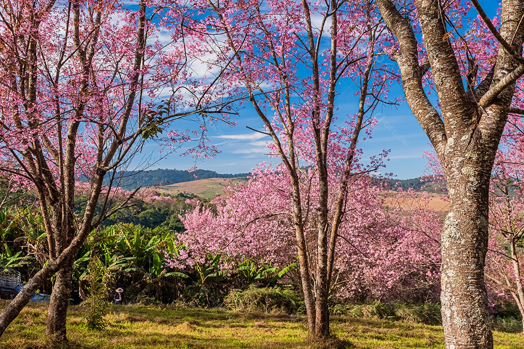 Paisagem de lindas cerejeiras selvagens do Himalaia florescendo rosa