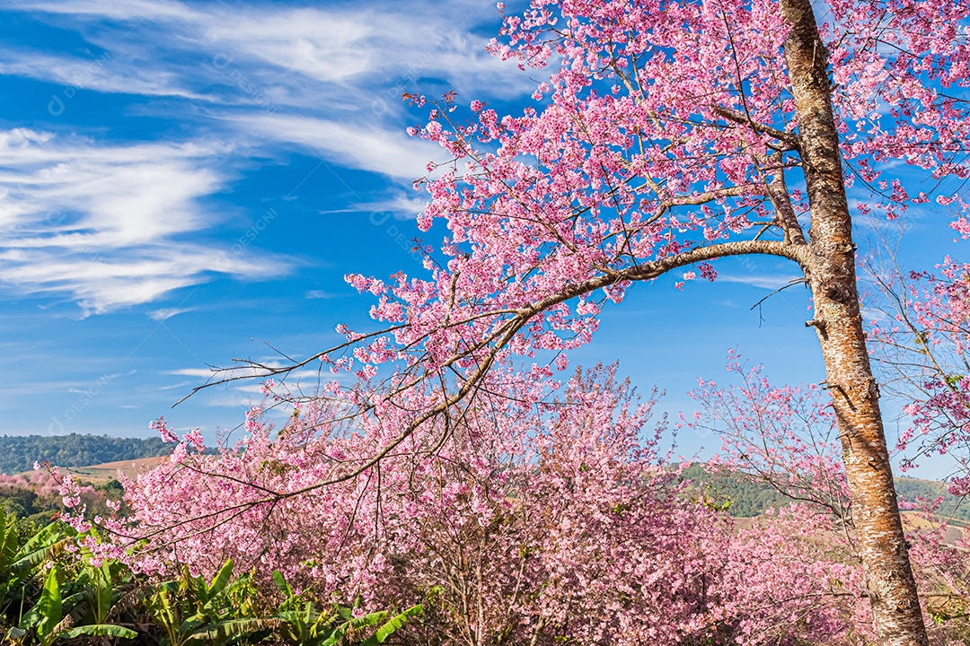 Paisagem de lindas cerejeiras selvagens do Himalaia florescendo rosa