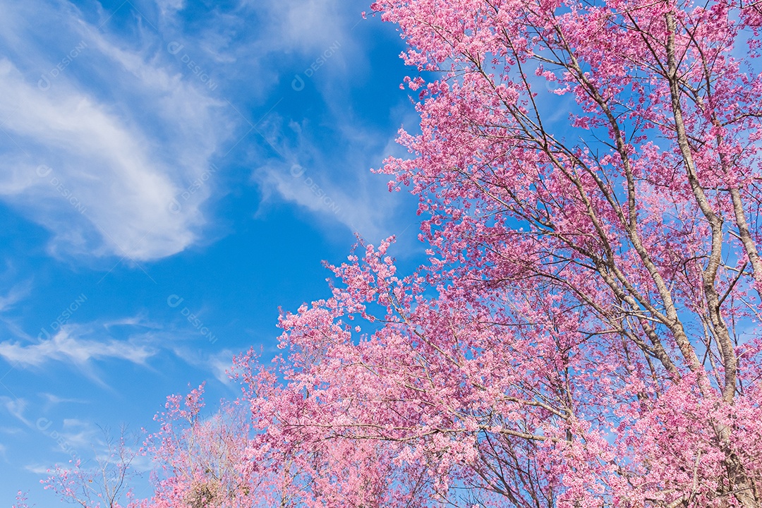 Paisagem de lindas cerejeiras selvagens do Himalaia florescendo rosa