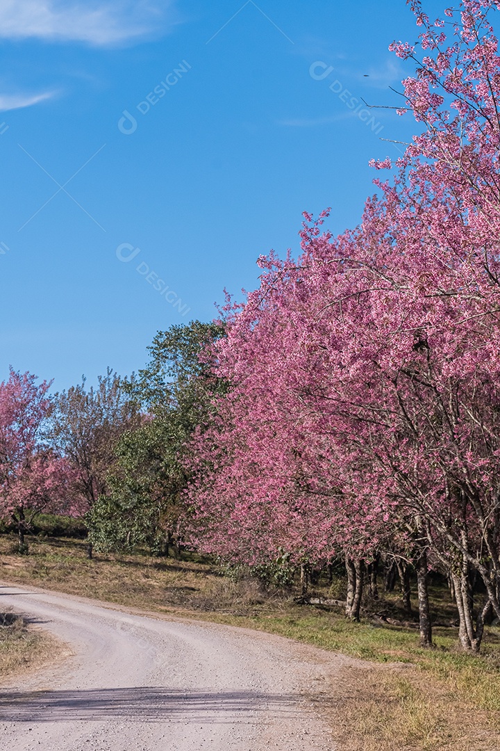 Paisagem de lindas cerejeiras selvagens do Himalaia florescendo rosa